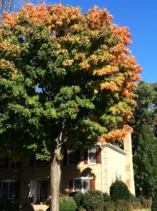 Providence Tree fall colors (1)